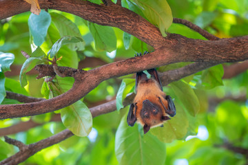 Lazy Sleepy Bats in Wat Pho Bang Klah, Thailand - 283445534
