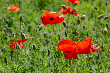 Red flower Papaver on green background in sunny day