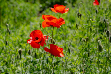 Fototapeta premium Czerwony kwiat Papaver na zielonym tle w słoneczny dzień