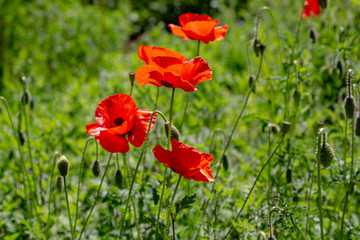 Red flower Papaver on green background in sunny day