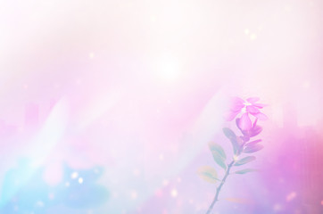 Fototapeta na wymiar color flower for background design concept