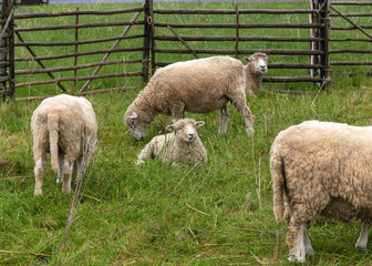 Obraz na płótnie Canvas sheeps