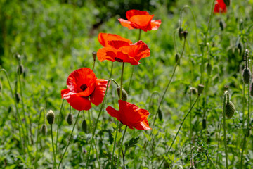 Red flower Papaver on green background in sunny day