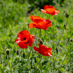 Red flower Papaver on green background in sunny day