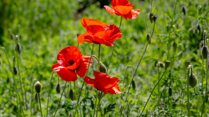 Red flower Papaver on green background in sunny day