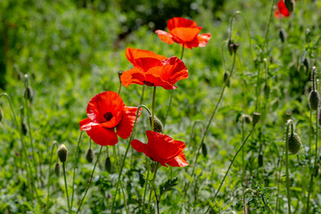 Obraz premium Red flower Papaver on green background in sunny day