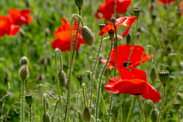 Naklejka premium Red flower Papaver on green background in sunny day