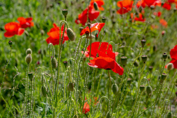 Red flower Papaver on green background in sunny day