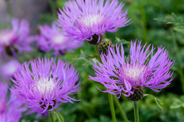 Obraz premium Purple flowers of Centaurea Salviifolia in garden. Floral summer background
