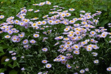 Purple flowers of Erigeron in garden. Violet flowers of daisy in natural background