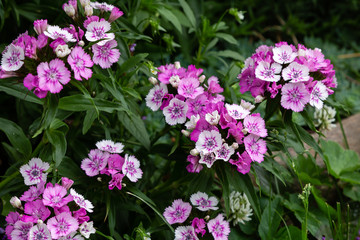 Dianthus barbatus (Sweet William's) in garden. Purple flowers dianthus barbatus in natural background.
