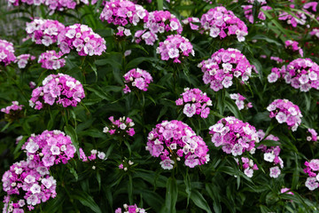 Dianthus barbatus (Sweet William's) in garden. Purple flowers dianthus barbatus in natural background.