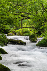 夏の奥入瀬渓流