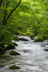 Obraz premium 夏の奥入瀬渓流
