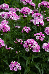 Obraz premium Dianthus barbatus (Sweet William's) in garden. Purple flowers dianthus barbatus in natural background.
