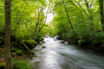 Fototapeta premium 夏の奥入瀬渓流