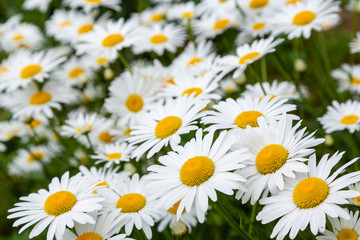 Chamomile in garden. A beautiful scene of nature with blooming Chamomile. Summer floral background. Daisy background.
