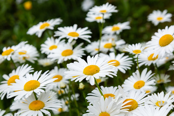 Chamomile in garden. A beautiful scene of nature with blooming Chamomile. Summer floral background. Daisy background.