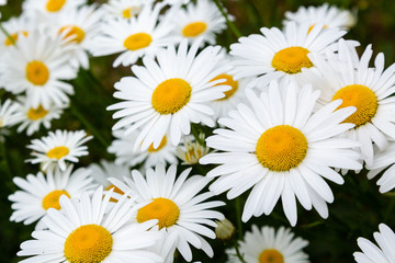 Chamomile in garden. A beautiful scene of nature with blooming Chamomile. Summer floral background. Daisy background.