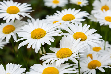 Chamomile in garden. A beautiful scene of nature with blooming Chamomile. Summer floral background. Daisy background.