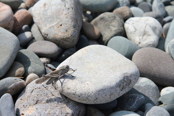 insect