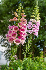 Flower of Digitalis Purpera, Foxglove in garden. Digitalis (digitalis) is a common decorative and medicinal plant, as well as a valuable honey plant.