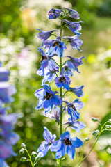 Beautiful delphiniums blooming in the garden.