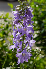 Beautiful purple delphiniums blooming in the garden.