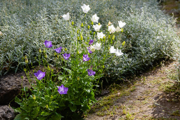 Campanula carpatica in garden. White and blue campanula carpatica in natural background