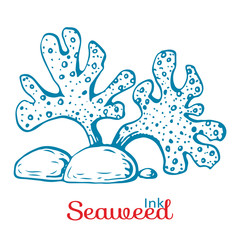 ink hand drawn seaweed. Vintage engraved marine plant. vector underwater sea algae with stones. Element of sea or ocean bottom. sketch icon of algae. Aquarium plant. Great for design, tattoo or logo