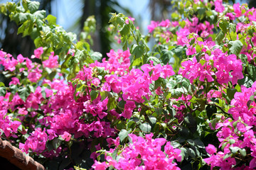 Obraz premium Gorgeous bougainvillea blooming in the summer garden close-up