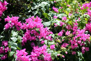 Gorgeous bougainvillea blooming in the summer garden close-up