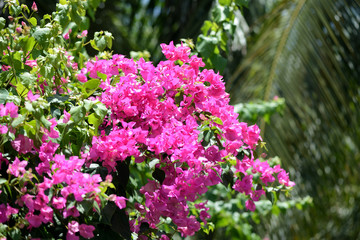 Obraz premium Gorgeous bougainvillea blooming in the summer garden close-up