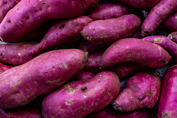 purple sweet potato being selected and cleaned.