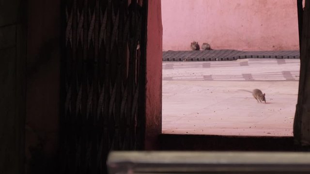 Rats running outside a doorway in the "rat temple" in Deshnoke, India