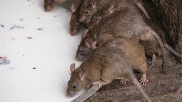 Rats in "rat temple" drinking milk as a group in Deshnok, India