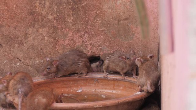 Close up of rats drinking water from a bowl in Deshnoke, India