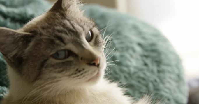 Beautiful white grey cat with blue eyes turns its head as camera racks focus in slow motion 4K