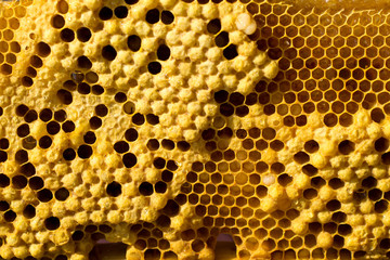 Honeycombs with honey, brood and perga. Visible shape, larvae and bee bread of the bee cell.