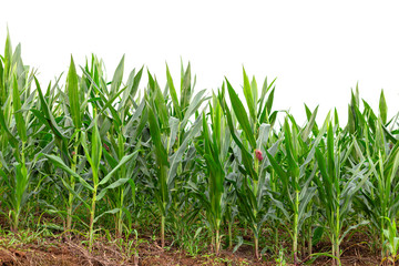 Fototapeta premium maize field isolated on white background