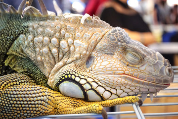 closed up of green iguana skin face