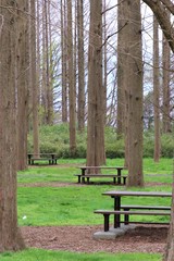 メタセコイアの木とウッドテーブル