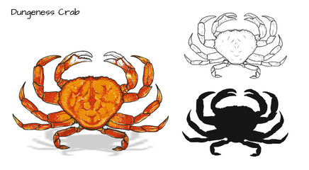 Crab vector by hand drawing.crab silhouette on white background.Dungeness Crab art highly detailed in line art style.Animal pictures for coloring © tuleedin