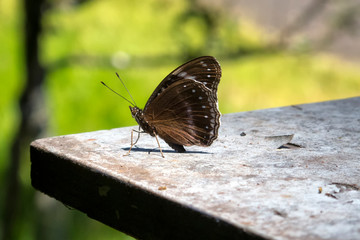 Blue-banded Eggfly on rustic table near Kuranda in Tropical North Queensland, Australia