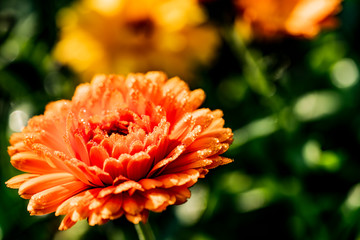 Calendula officinalis covered with morning dew in the rays of the sun