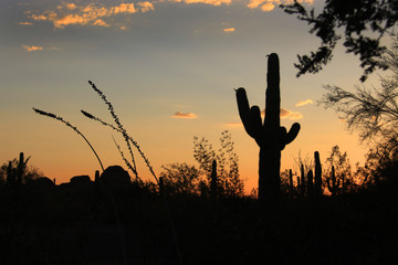 silhouette of cactus at sunset