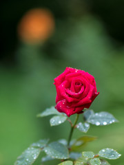  spetchley park gardens worcester worcestershire midlands, england, uk