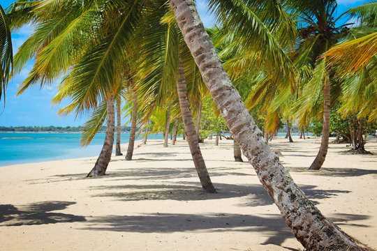 Tropensonne Bilder – Durchsuchen 7,853 Archivfotos, Vektorgrafiken und ... Tropensonne Bilder – Durchsuchen 7,853 Archivfotos, Vektorgrafiken und ...