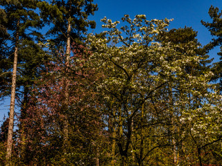  spetchley park gardens worcester worcestershire midlands, england, uk