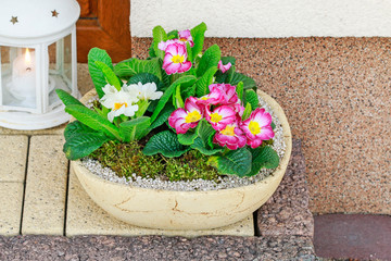 Home decoration with primula flowers.